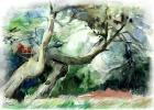 лесной пейзаж деревья сосны израильский пейзаж живопись акварелью